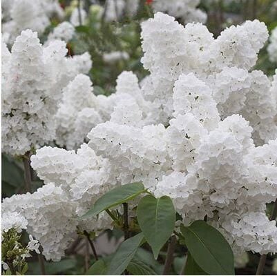Syringa Vulgaris Mme Lemoine Beyaz Leylak Fidanı 60 cm