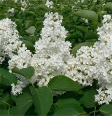 Syringa Vulgaris Mme Lemoine Beyaz Leylak Fidanı 60 cm