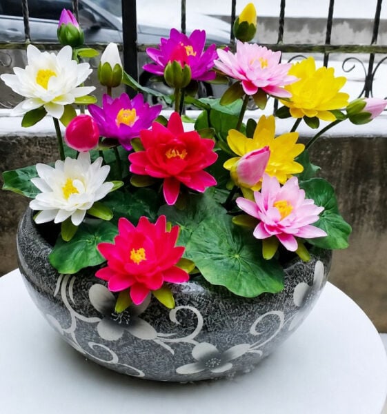 Lotus Çiçeği Karışık Japon Su Zambağı 1 Adet Canlı Bitki