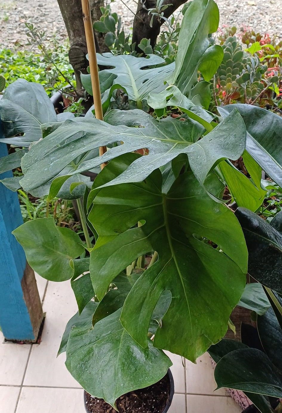 Deve Tabanı 120 Cm Monstera