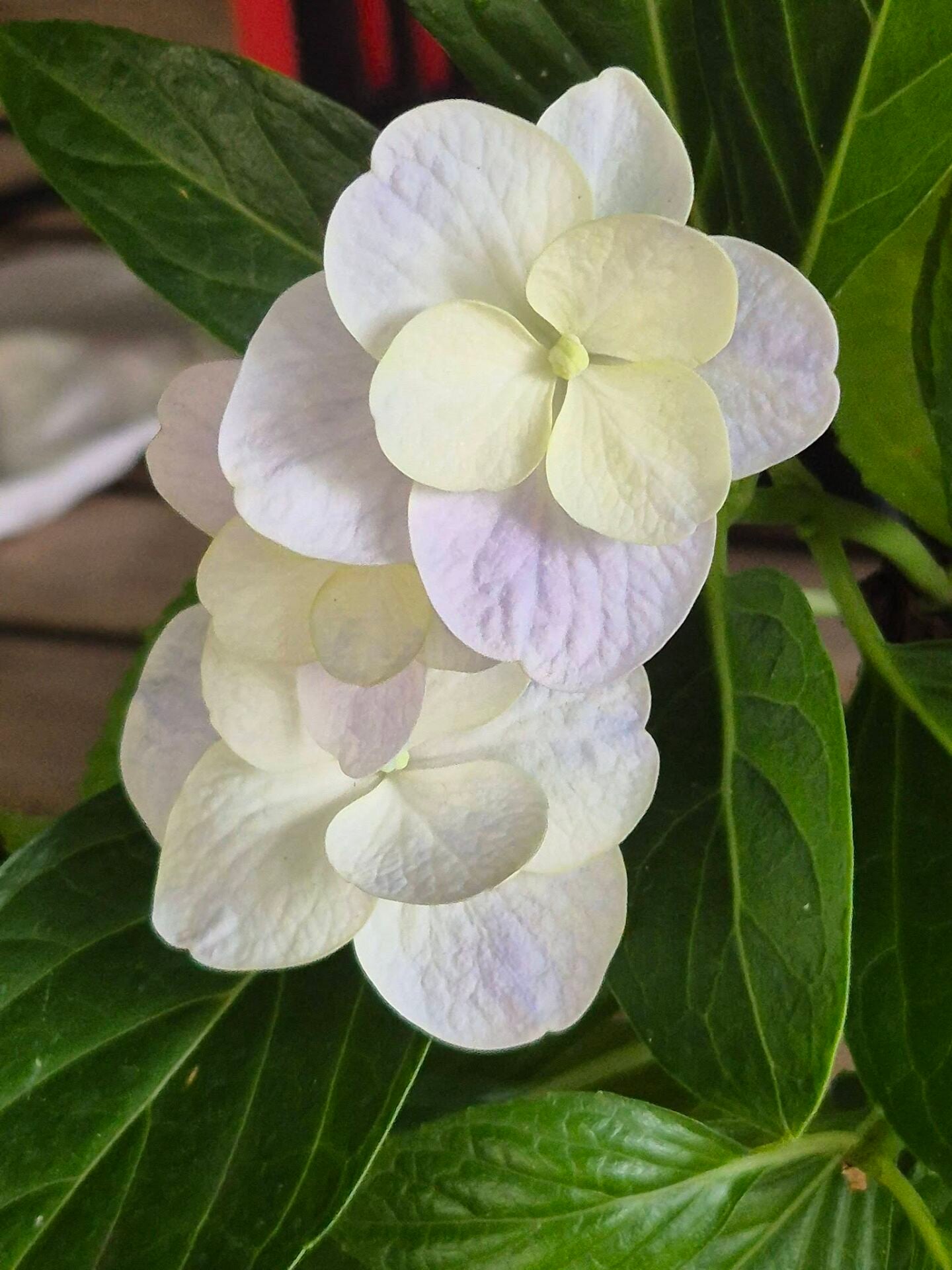 Ortanca Serrata 'Fuji Şelalesi' Fidanı