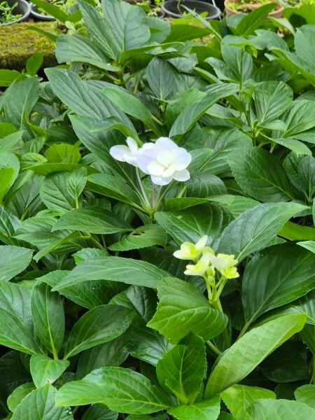 Ortanca Serrata 'Fuji Şelalesi' Fidanı