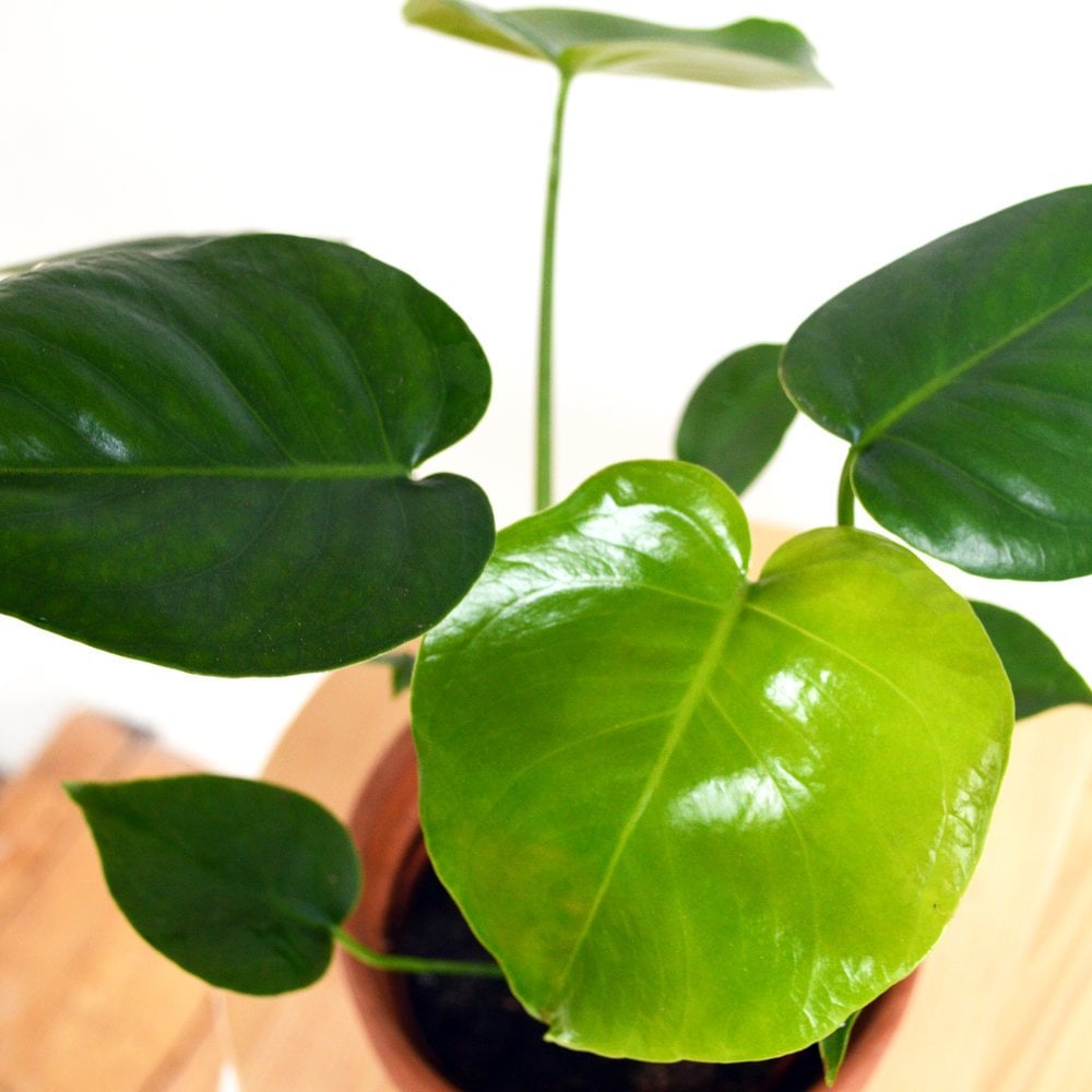 Deve Tabanı Monstera Deliciosa var. Borsigiana 20-30 cm