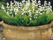 Müge Çiçeği ( Yoğun Kokulu- Canlı Bitki) 0-20 cm