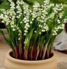 Müge Çiçeği ( Yoğun Kokulu-Çiçek Açan Canlı Bitki)