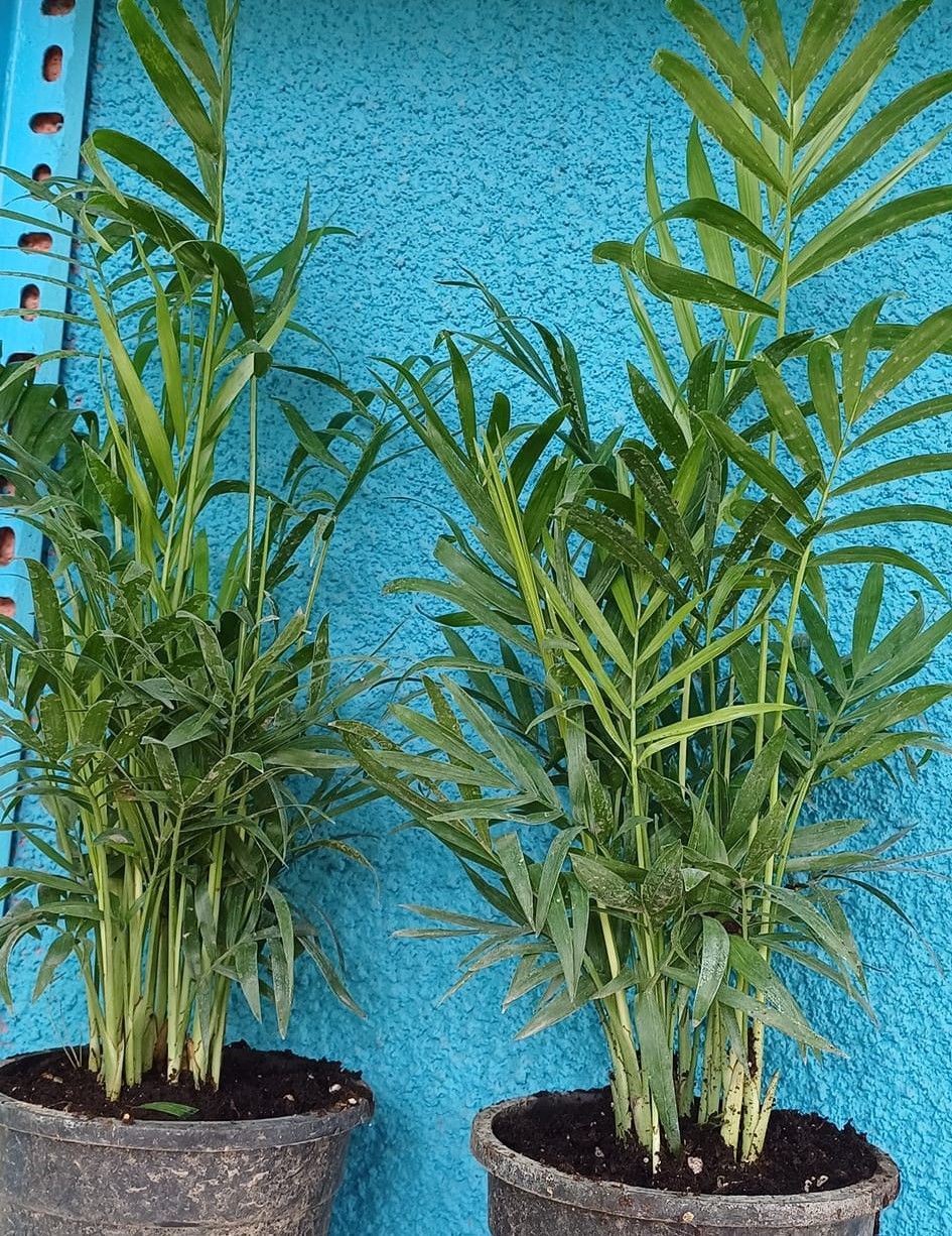 Dağ Palmiyesi Chamaedorea Elegans