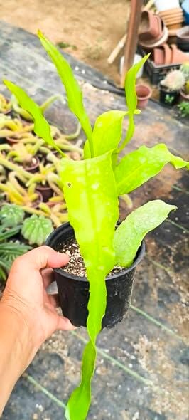 Gecenin Kraliçesi-Bir Gecelik Gelin 30-40 cm