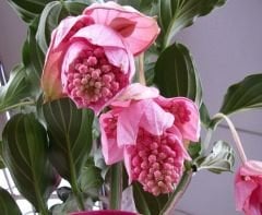 Medinilla Medine Gülü-Malezya Orkidesi-Saksıda-İthal Bol Çiçekli-Büyük Boy