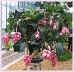 Medinilla Medine Gülü-Malezya Orkidesi-Saksıda-İthal Bol Çiçekli-Büyük Boy