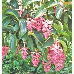 Medinilla Medine Gülü-Malezya Orkidesi-Saksıda-İthal Bol Çiçekli-Büyük Boy