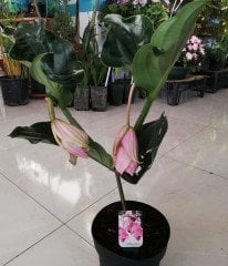 Medinilla Medine Gülü-Malezya Orkidesi-Saksıda-İthal Bol Çiçekli-Büyük Boy