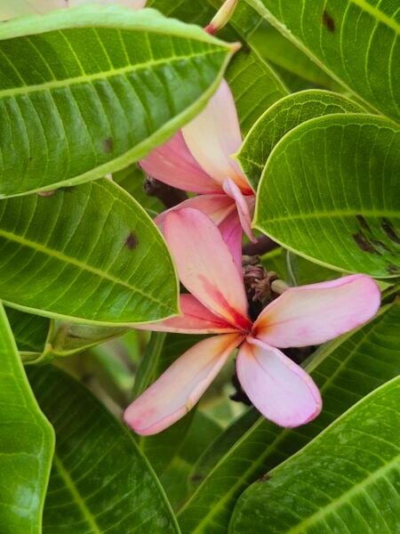 Plumeria Fidesi-Pembe beyaz Kokulu 50 cm