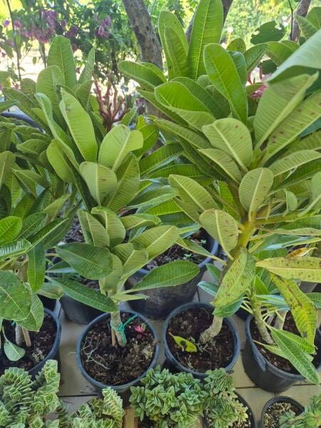 Plumeria Fidesi-Pembe beyaz Kokulu 50 cm