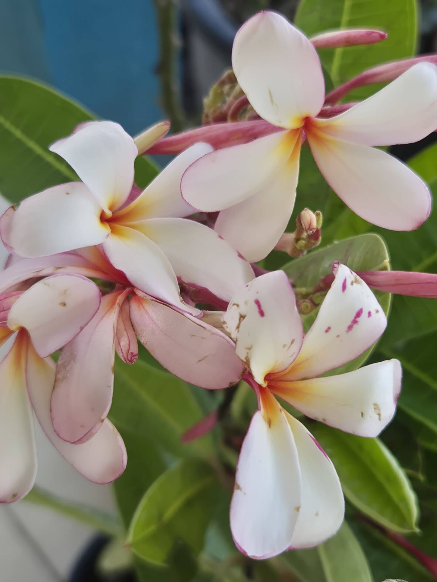 Plumeria Fidesi-Pembe beyaz Kokulu 50 cm