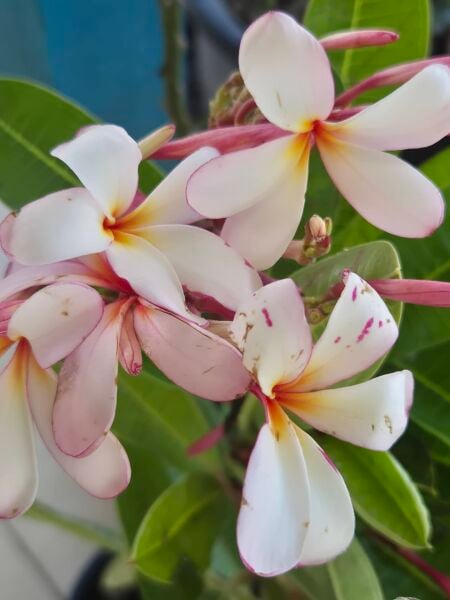 Plumeria Fidesi-Pembe beyaz Kokulu 50 cm