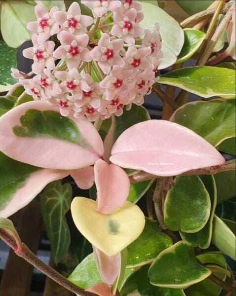 Hoya Carnosa ''Krimson Queen'' Kokulu Mum Çiçeği  10-20 cm