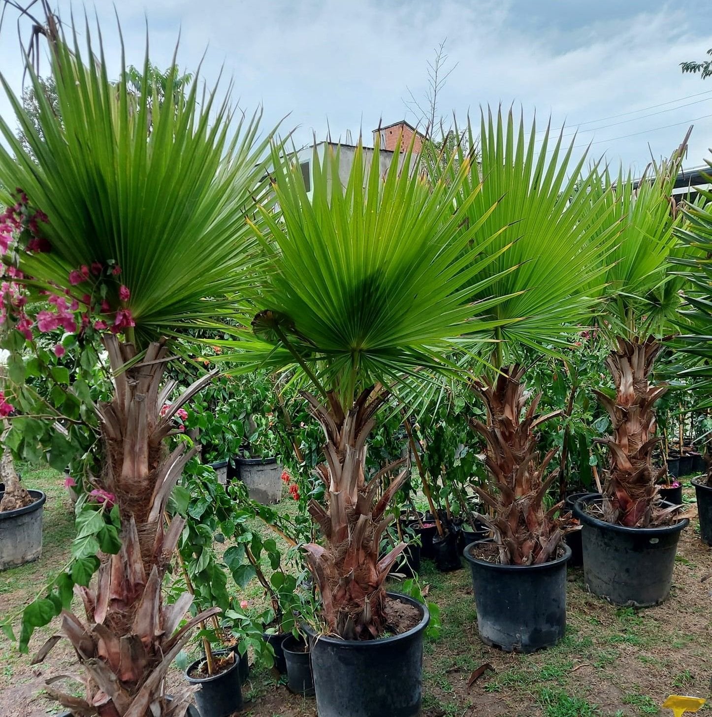 Şamarot Palmiye Fidanı Chamaerops Exalsa- 230 cm