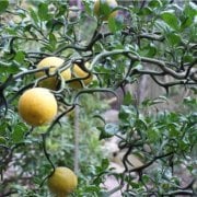 Poncirus Trifoliata ( Flying Dragon)  (Kartal Pençesi) 180-200 cm
