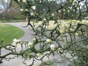 Poncirus Trifoliata ( Flying Dragon)  (Kartal Pençesi) 180-200 cm