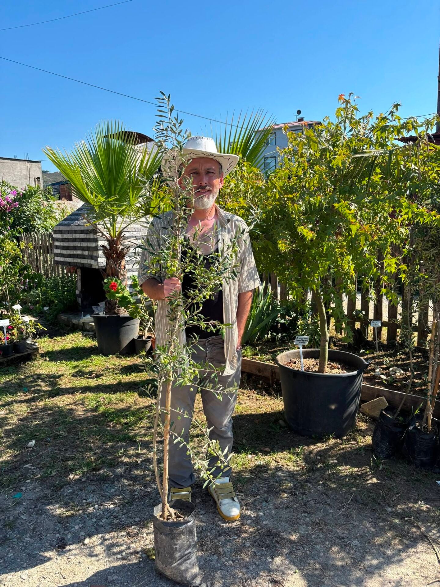 İspanyol Zeytin Fidanı ARBEQUİNA 170 cm-Bol meyveli