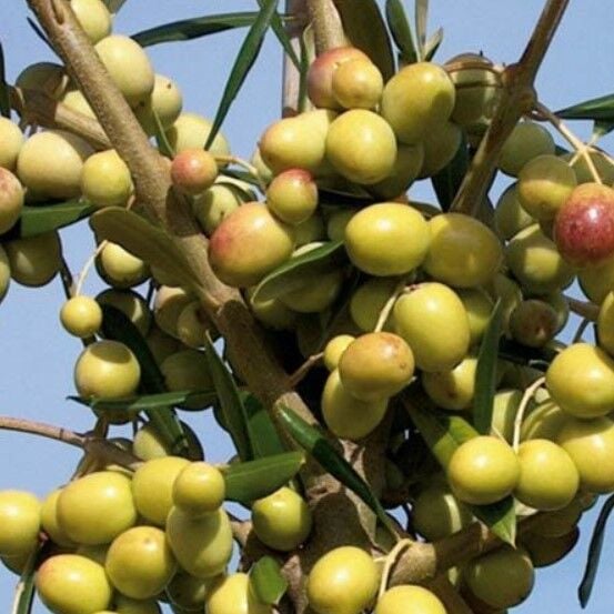 İspanyol Zeytin Fidanı ARBEQUİNA 170 cm-Bol meyveli