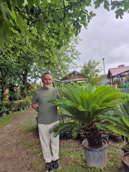 Sikas (Cycas) Fidanı  Yaprak Boyu 150-170 cm