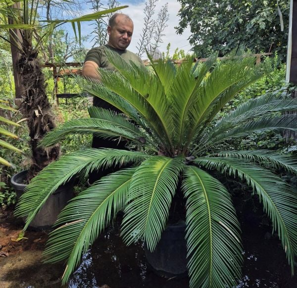 Sikas (Cycas) Fidanı  Yaprak Boyu 150-170 cm
