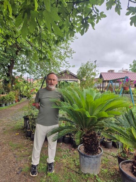 Sikas (Cycas) Fidanı  Yaprak Boyu 150-170 cm
