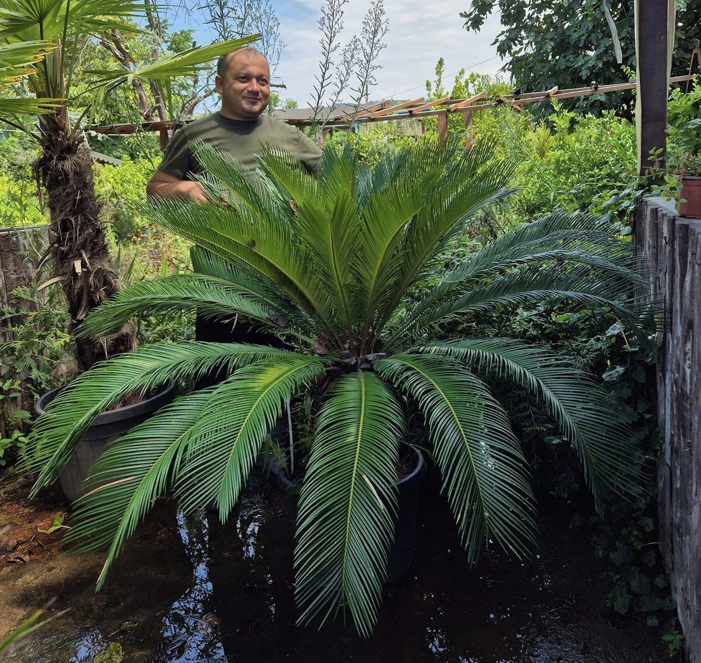 Sikas (Cycas) Fidanı  Yaprak Boyu 150-170 cm