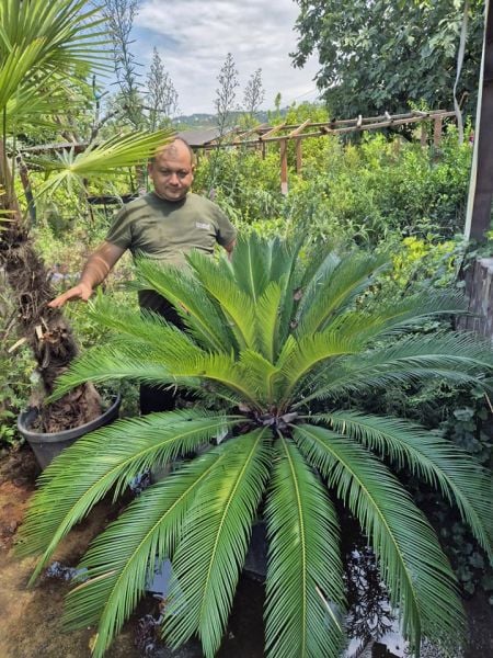 Sikas (Cycas) Fidanı  Yaprak Boyu 150-170 cm