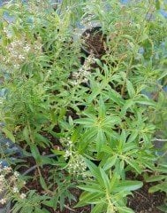 Cestrum Nocturnum Melisa Parfüm Çiçeği, Kolonya Çiçeği--Kokulu