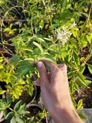 Cestrum Nocturnum Melisa Parfüm Çiçeği, Kolonya Çiçeği--Kokulu