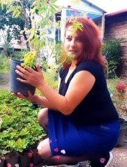 Cestrum Nocturnum Melisa Parfüm Çiçeği, Kolonya Çiçeği--Kokulu