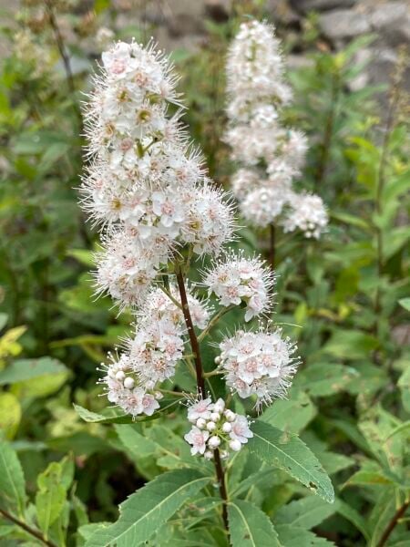 Spiraea Alba Beyaz Çayır Çiçeği